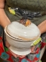 Clever Crow Canister - SALE