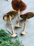 Magical Amanita Muscari Mushrooms  - MEDIUM