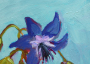 Picture of Borage Flowers – 4x4 - SALE