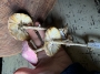 Picture of PINK Amanita Muscari Mushrooms – Set of 2 SALE
