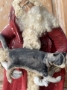 Picture of OOAK Santa & His Tuxedo Cat - Folk Art Santa by Debbee Thibault - inquire for price