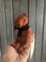 Picture of Buster Bear - ooak Teddy by Jennifer Murphy