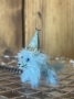 Picture of Mello  - Blythe's Party Pup Pet - OOAK by Letty Worley Brooks - BRACELET 