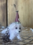 Picture of Pinksy  - Blythe's Party Pup Pet - OOAK by Letty Worley Brooks - BRACELET