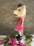Picture of Blythe Teddy "Colette" - ooak by Letty Worley wearing fashion by The Pumpkinbelle