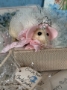 Picture of "Eliza the Mouse" - in TuTu & Tiara... by Christie Jones Ray