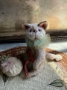 Picture of Kitty Love - by Natalia Grosu - SALE