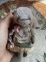 Picture of Panda Pie Kitty Love - by Natalia Grosu - SALE 