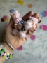 Picture of Pink Parisian Poodle Pal - by Jody Battaglia of FunTown