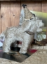 Picture of "Grand Party Pet " - ooak soft sculpture dog  by Letty Worley 