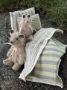 Picture of Small Cutie Pie Ted  - 3.75" ooak by Widdershin Bears 