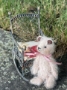 Picture of Wee Rocker - by Widdershin ..for Petite Blythe & Teddy Friends