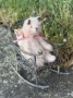 Picture of Wee Rocker - by Widdershin ..for Petite Blythe & Teddy Friends