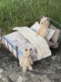 Picture of Double Day Dreams - Widdershin Wee Bed...for Petite Blythe & Teddy Friends  
