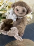 Picture of Boris Monkey - ooak mini art toy by Olesya of Amici & Orsetti