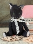 Picture of Lillith - 4" ooak Black Cat by Widdershin Bears 