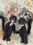 Picture of Clarion - 4" Black MOHAIR KITTY  by Widdershin Bears  