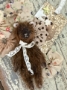 Picture of Cocoa - 3" Mohair Ted  by Widdershin Bears 